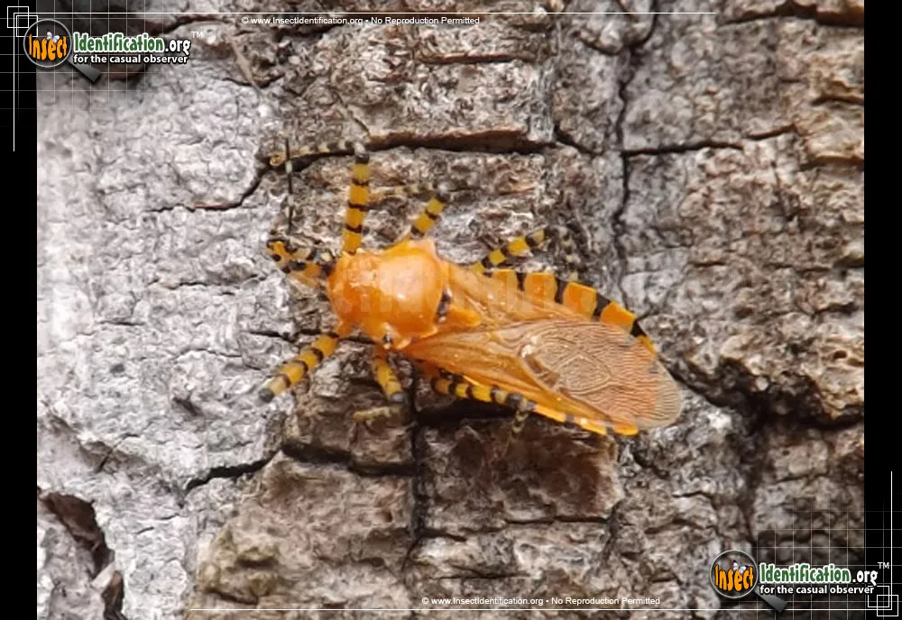 Orange Assassin Bug - photo 2