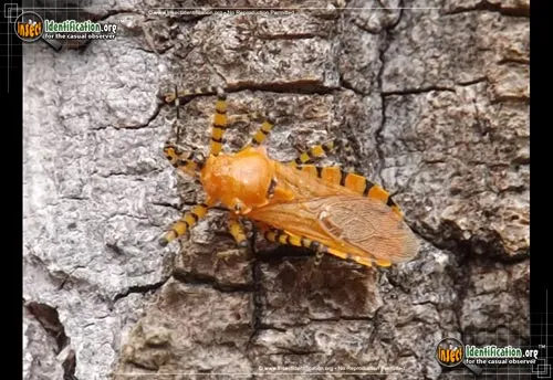 Orange Assassin Bug - photo 4
