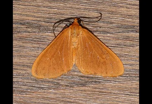 Orange Beggar Moth - photo 2