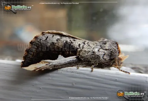 Orange-humped Mapleworm Moth - photo 2