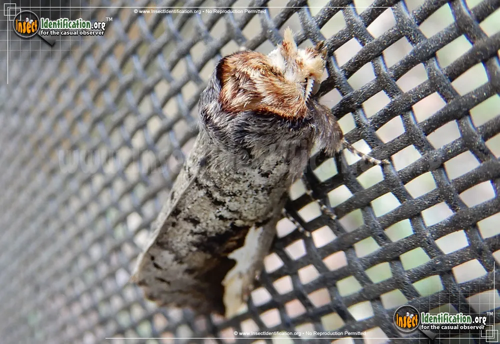 Orange-humped Mapleworm Moth - photo 3