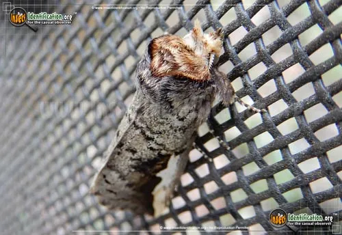 Orange-humped Mapleworm Moth - photo 4