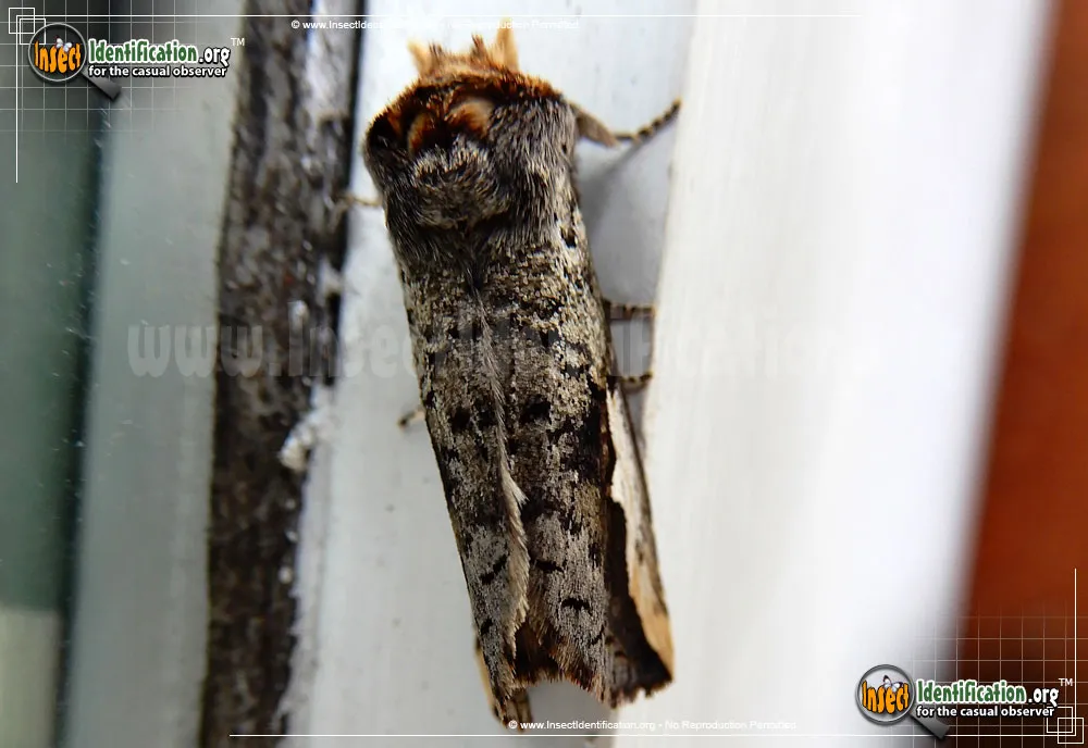 Orange-humped Mapleworm Moth - photo 5