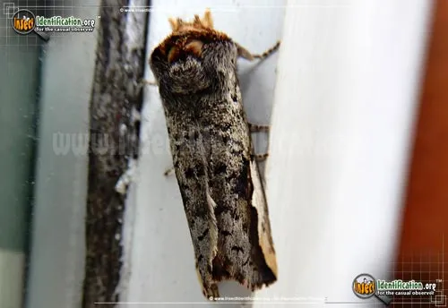 Orange-humped Mapleworm Moth - photo 6