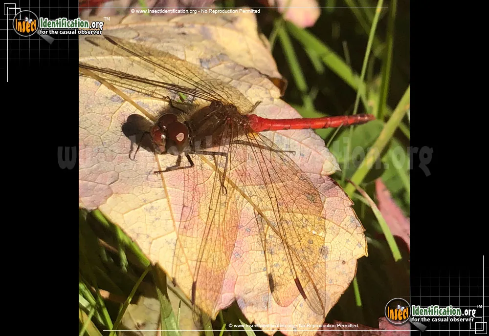Orange Meadowhawk - photo 2
