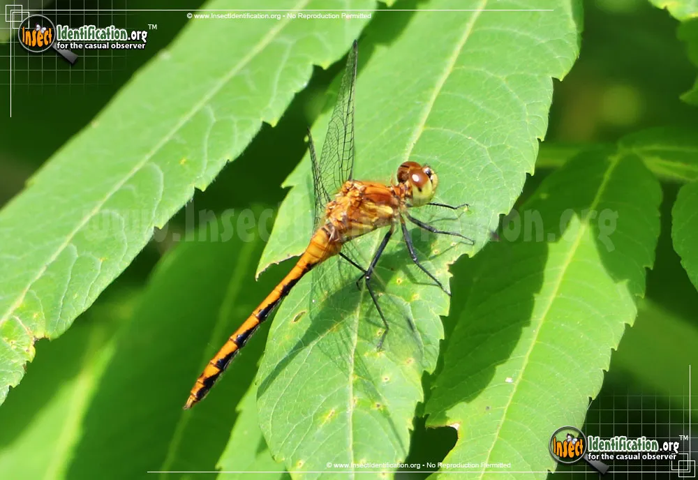 Orange Meadowhawk - photo 5