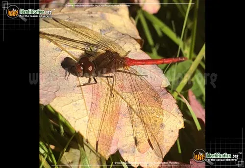 Orange Meadowhawk - photo 6