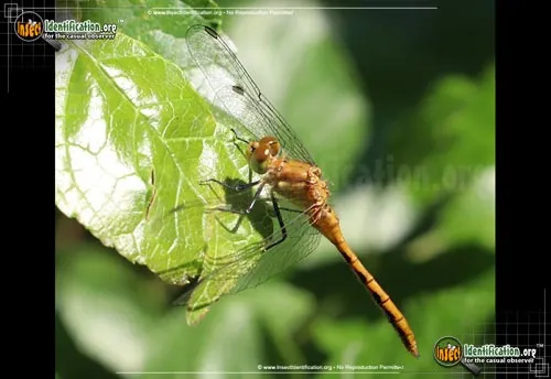 Orange Meadowhawk - photo 8