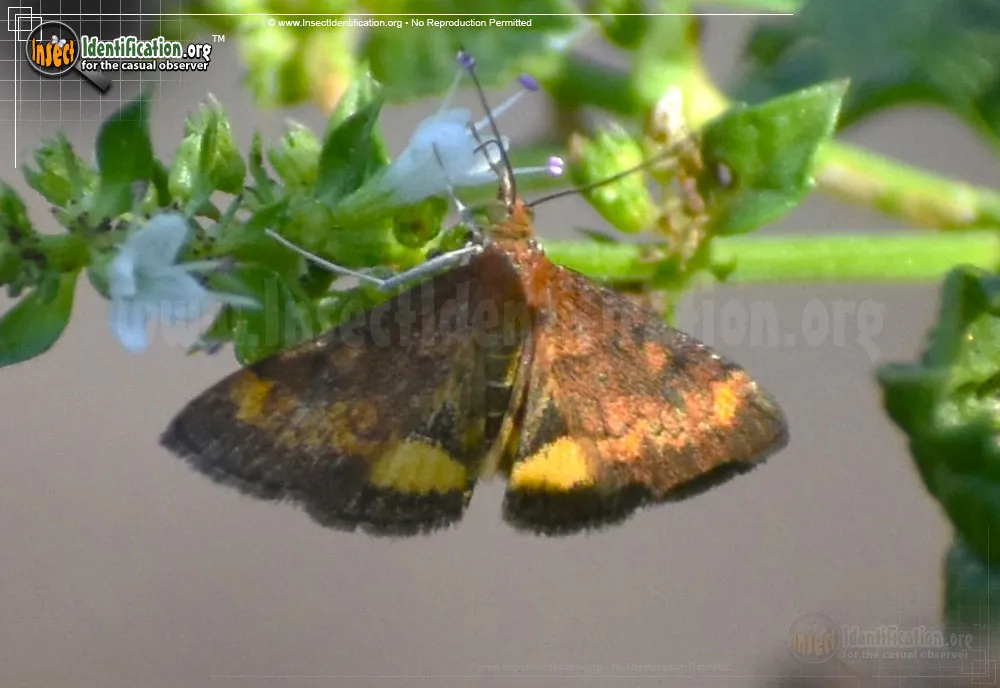 Orange Mint Moth - Pyrausta orphisalis