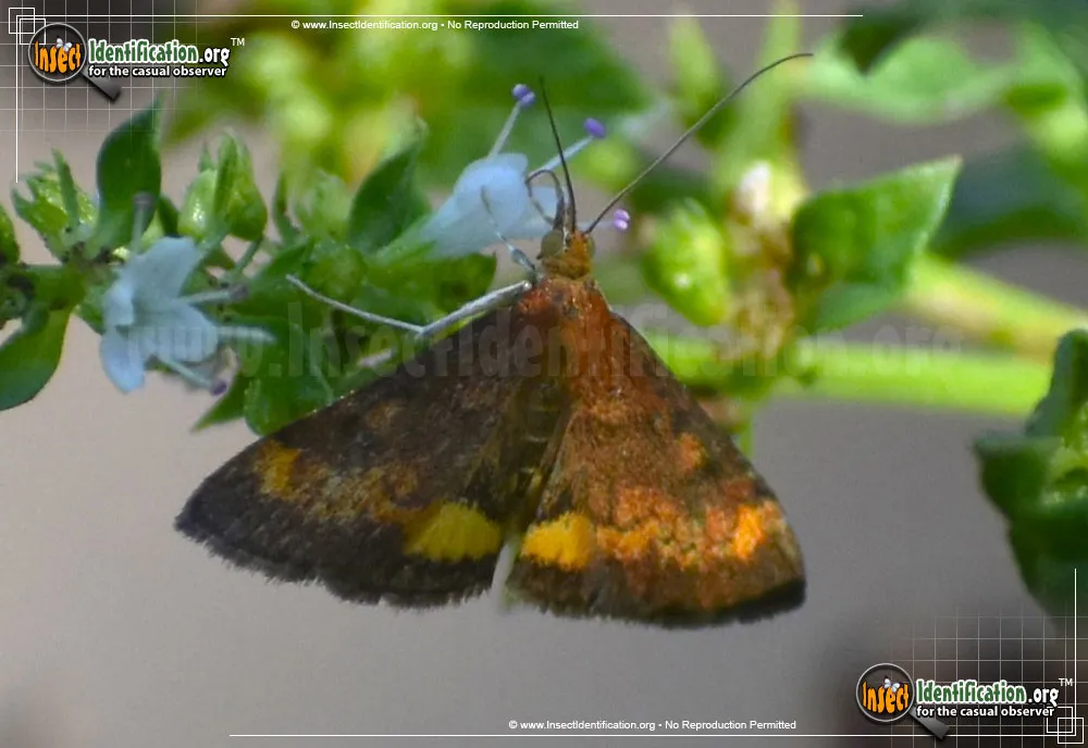 Orange Mint Moth - photo 3
