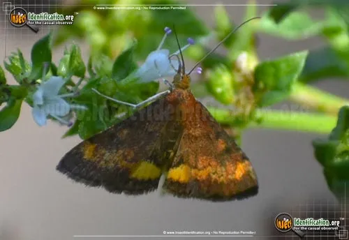 Orange Mint Moth - photo 4
