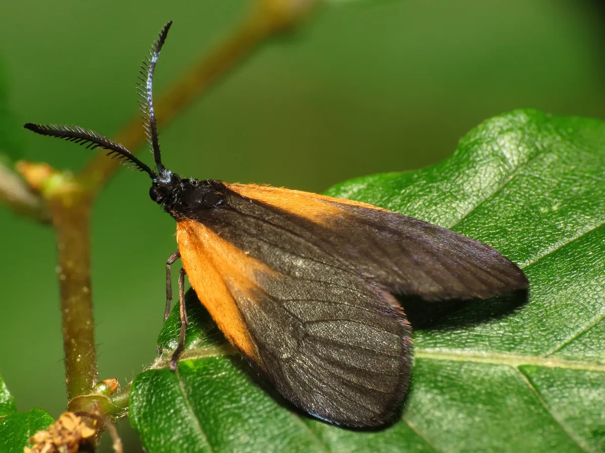 Orange-patched Smoky Moth - photo 3