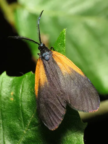 Orange-patched Smoky Moth - photo 4