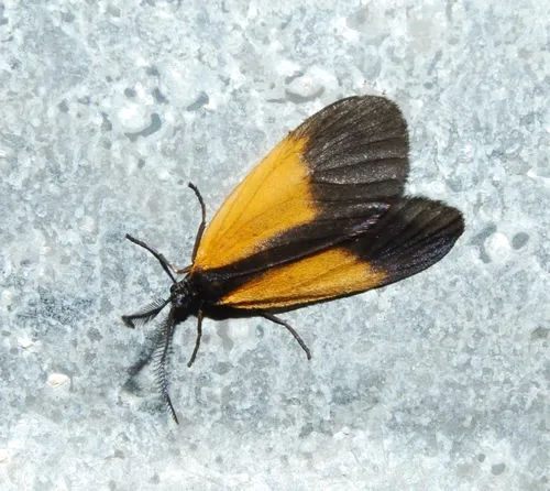 Orange-patched Smoky Moth - photo 5