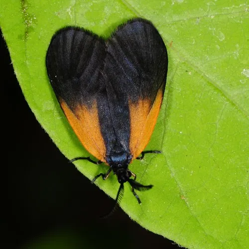 Orange-patched Smoky Moth - photo 6