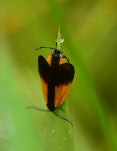 Orange-patched Smoky Moth - photo 7