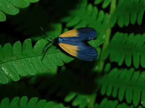 Orange-patched Smoky Moth - photo 8