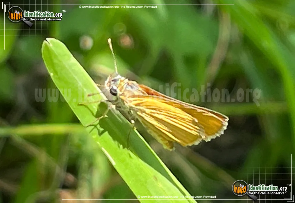 Orange Skipperling