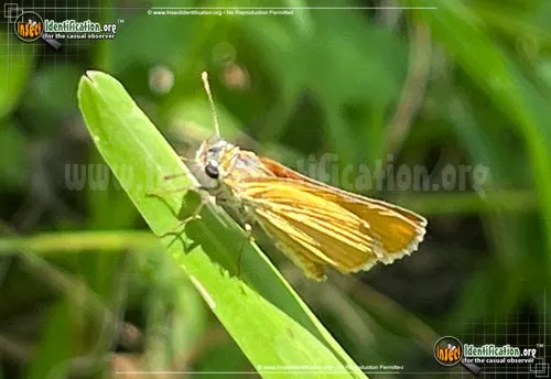 Orange Skipperling - photo 2