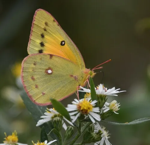 Orange Sulphur