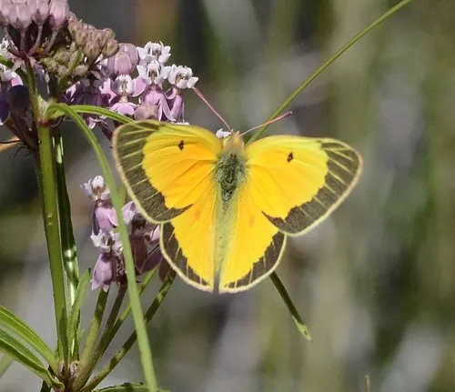 Orange Sulphur - photo 4