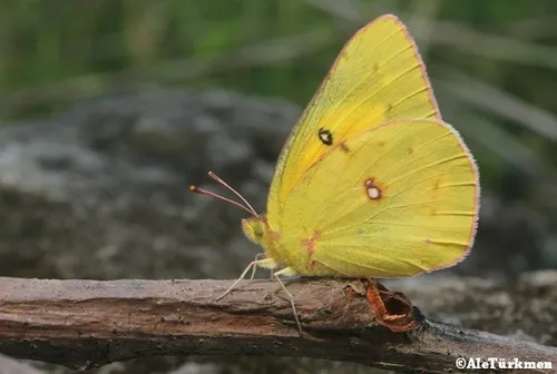 Orange Sulphur - photo 5