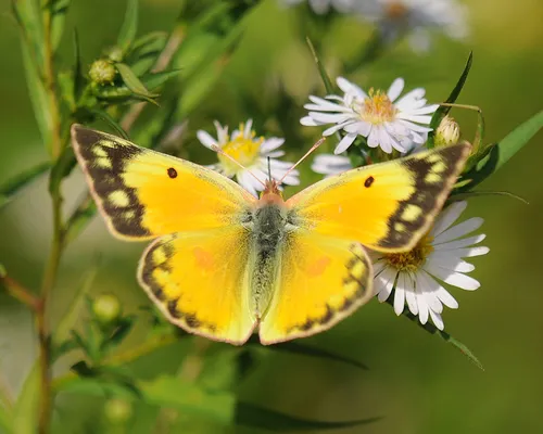 Orange Sulphur - photo 6