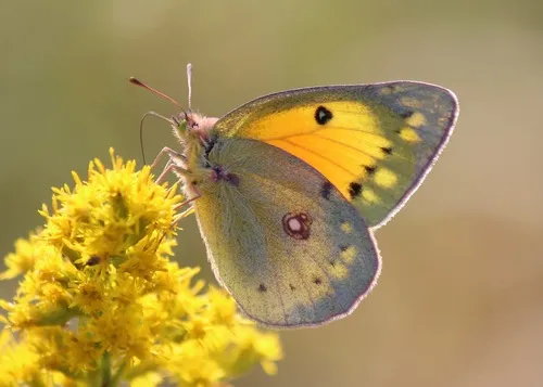 Orange Sulphur - photo 7
