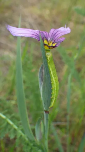 Orange Sulphur - photo 8