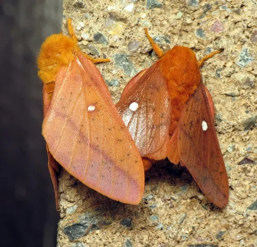 Orange-tipped Oakworm Moth