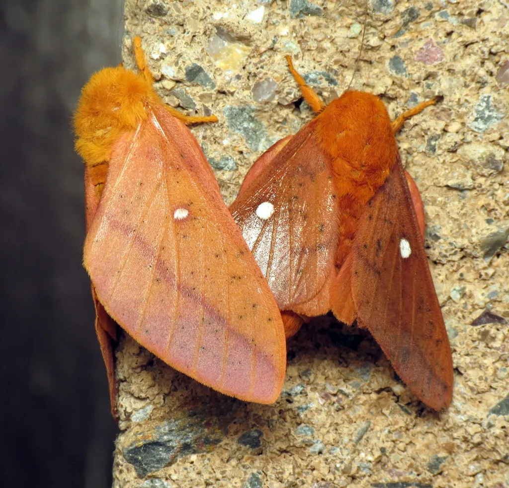 Orange-tipped Oakworm Moth - photo 2