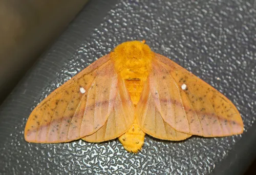 Orange-tipped Oakworm Moth - photo 3