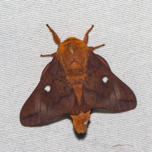 Orange-tipped Oakworm Moth - photo 4