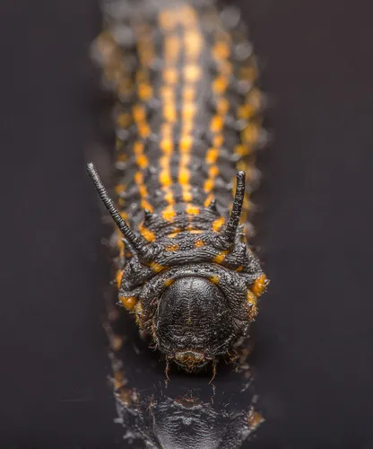 Orange-tipped Oakworm Moth - photo 5