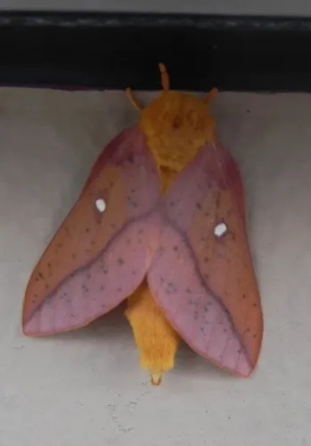 Orange-tipped Oakworm Moth - photo 6