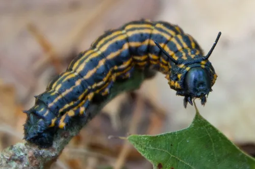 Orange-tipped Oakworm Moth - photo 7