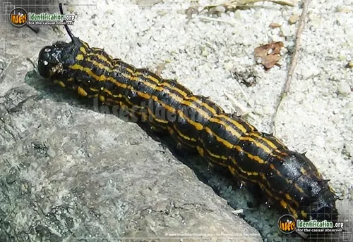 Orange-tipped Oakworm Moth - photo 8