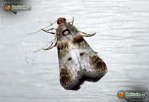 Orange-tufted Oneida Moth - photo 2