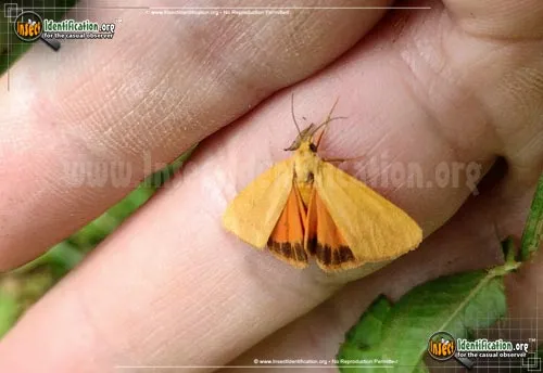 Orange Virbia Moth - photo 2