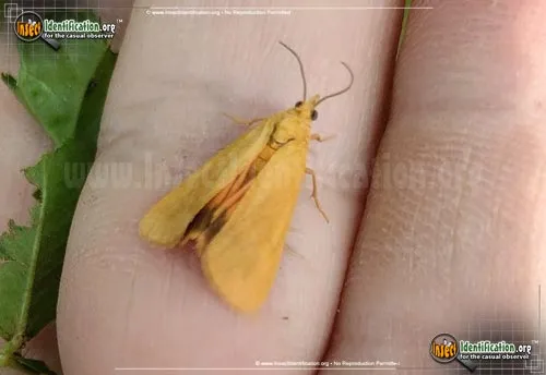 Orange Virbia Moth - photo 4