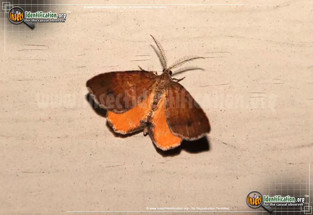 Orange Wing Moth - Mellilla xanthometata