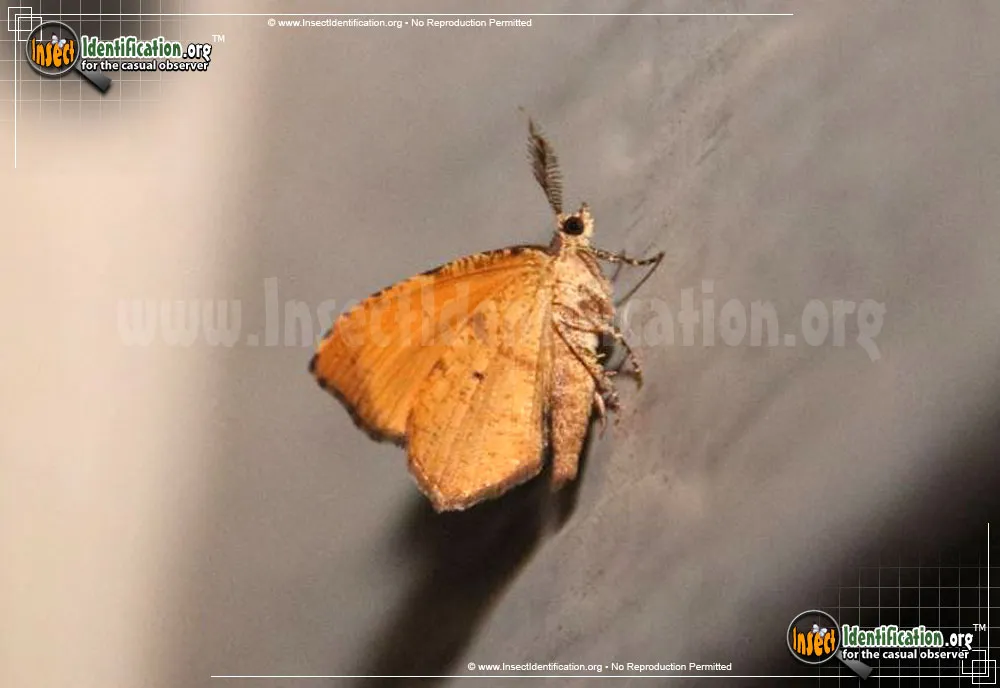 Orange Wing Moth - photo 3