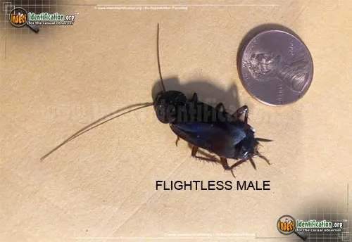 Oriental Cockroach - photo 8