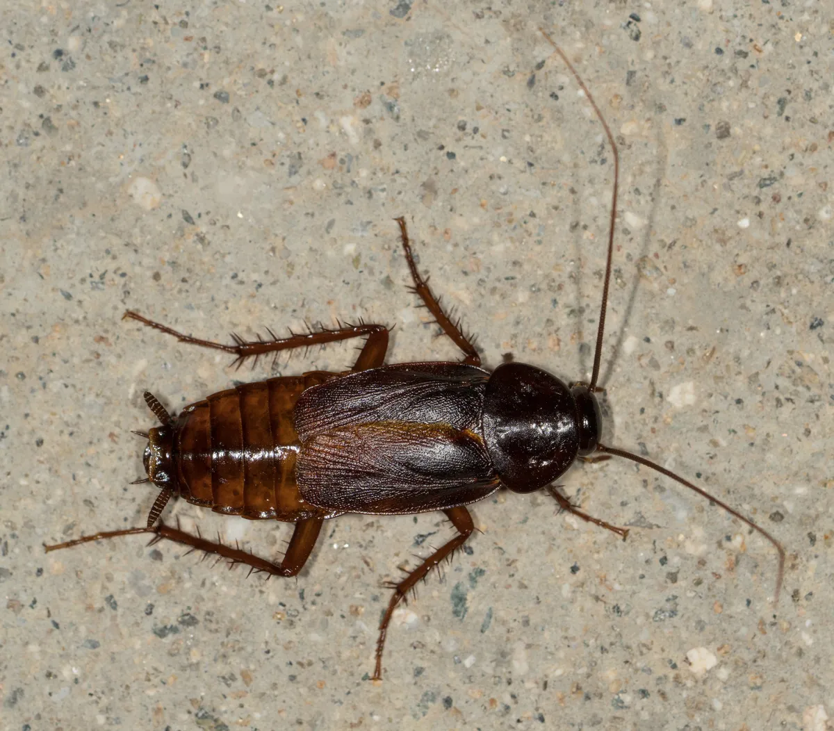 Oriental Cockroach