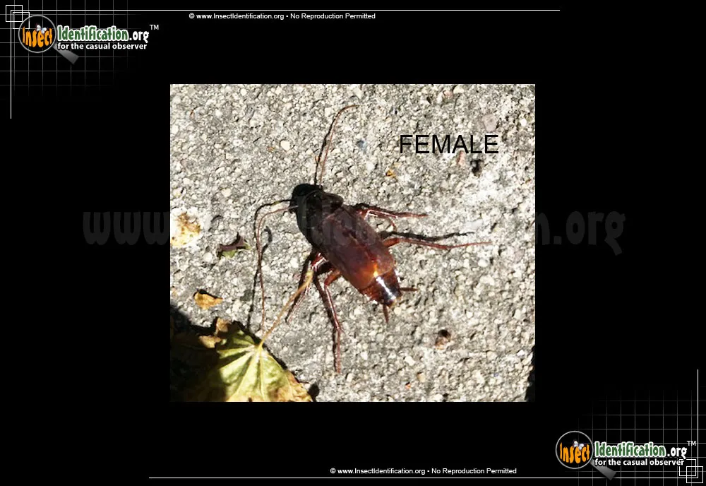 Oriental Cockroach - photo 2