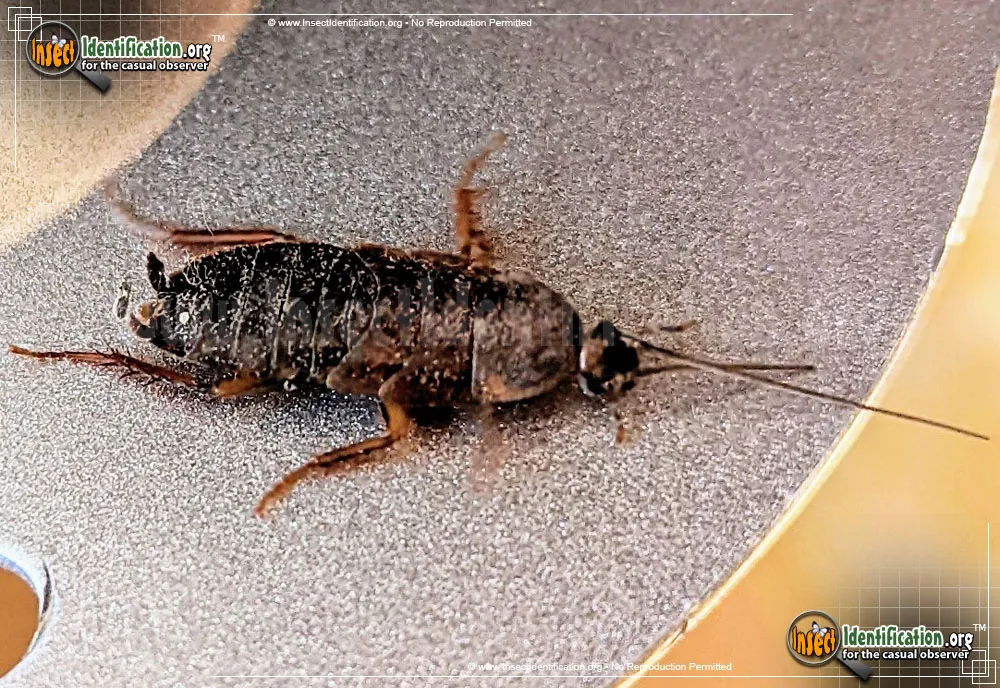 Oriental Cockroach - photo 3