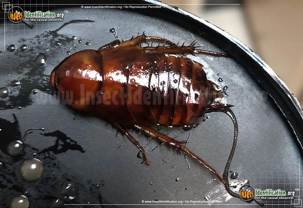 Oriental Cockroach - photo 4