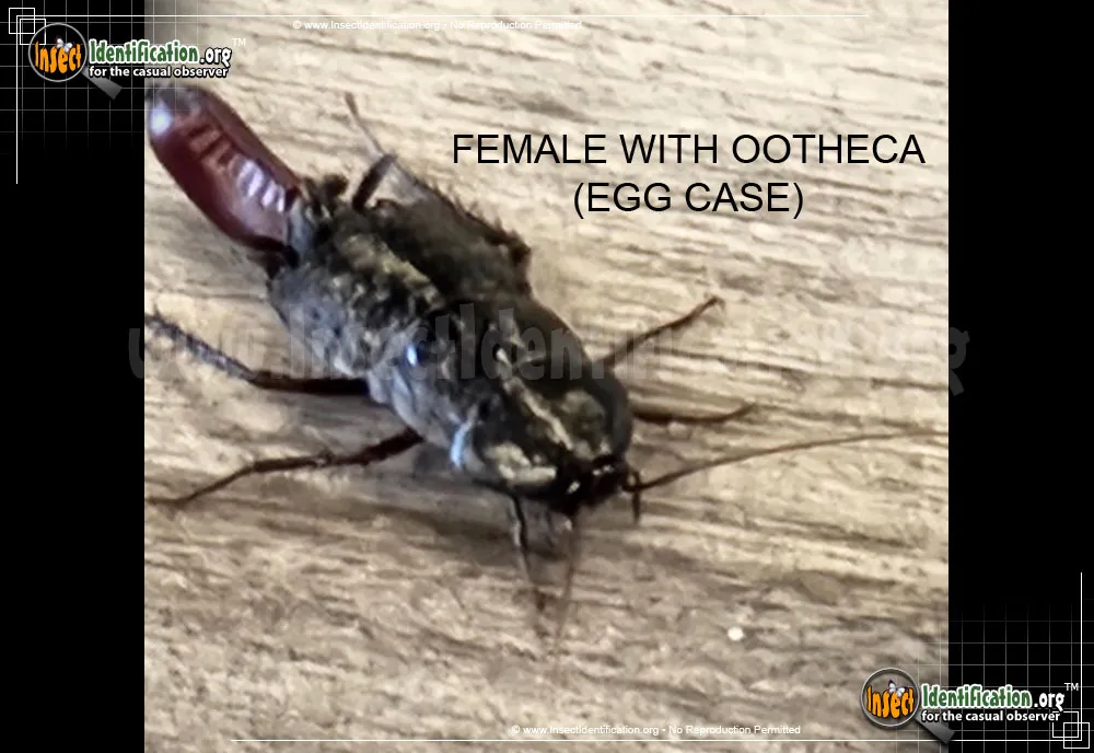 Oriental Cockroach - photo 5