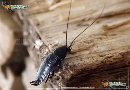 Oriental Cockroach - photo 6