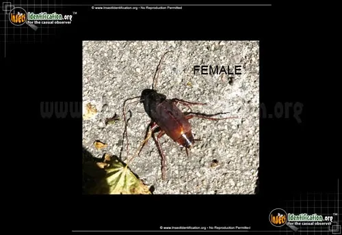 Oriental Cockroach - photo 7